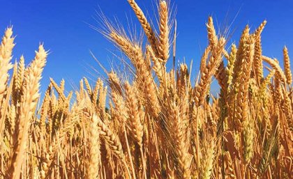 Sheafs of wheat with a blue sky behind 